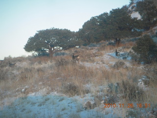 218 7ds. Moab trip - drive from Needles - mule deer