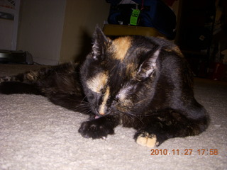 304 7dt. Moab trip - Maria, my cat, waiting when I got home