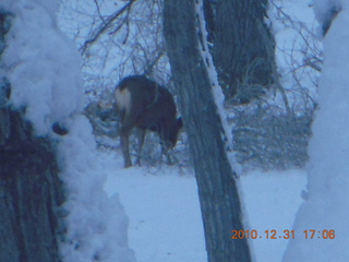 101 7ex. Zion National Park trip - deer