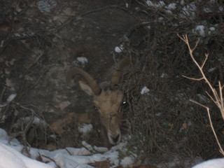 240 7f1. Zion National Park trip - Sheri's pictures