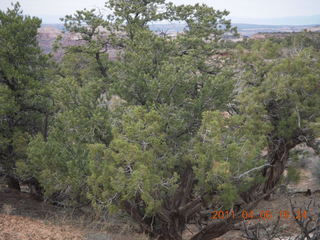 183 7j6. Canyonlands Mesa Arch trail - flora