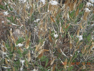 193 7j7. Canyonlands Lathrop hike/run - flora