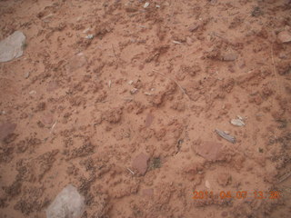 218 7j7. Canyonlands Lathrop hike/run - neat soil texture