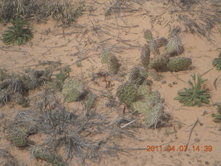 248 7j7. Canyonlands Lathrop hike/run - flora - cactus