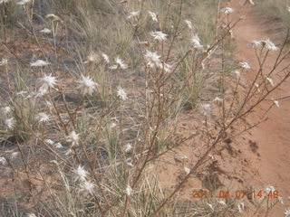 252 7j7. Canyonlands Lathrop hike/run - flora