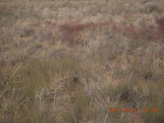 261 7j7. Canyonlands Lathrop hike/run - flora