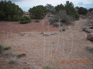 75 7j8. Anticline Overlook - flora