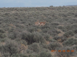 92 7j8. dirt road drive from Anticline Overlook - deer