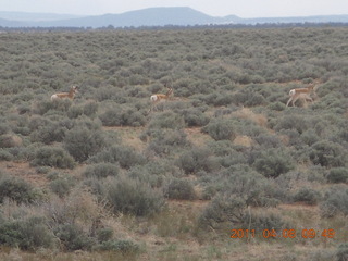 95 7j8. dirt road drive from Anticline Overlook - deer