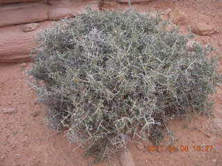 114 7j8. Needles Overlook flora