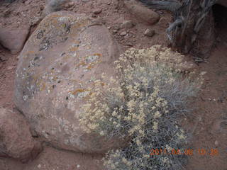 116 7j8. Needles Overlook flora