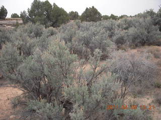 176 7j8. Canyonlands Needles - Roadside Ruin hike