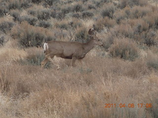 311 7j8. drive from Needles back to Moab - mule deer