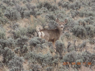 318 7j8. drive from Needles back to Moab - mule deer
