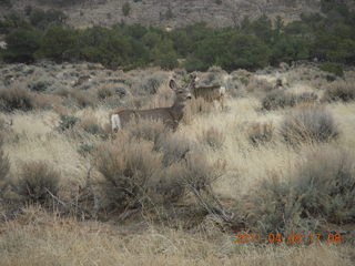 319 7j8. drive from Needles back to Moab - mule deer