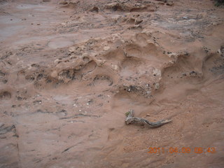 81 7j9. Arches Devil's Garden hike - textured rock with lichens