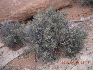 184 7j9. Dead Horse Point - Big Horn hike - flora