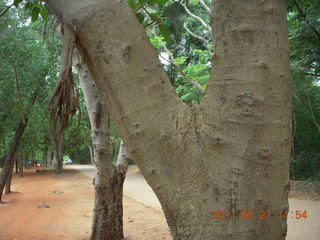91 7km. India - Auroville new trunk starting