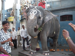140 7kn. India - afternoon group in Puducherry (Pondicherry)  - elephant