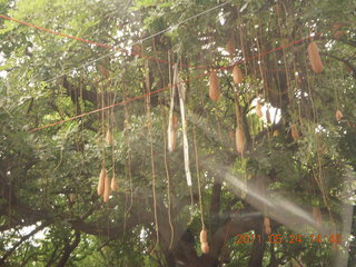 71 7kq. India - Bengaluru (Bangalore) - neat hanging fruit