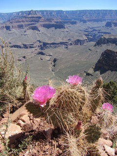 Norbert's pictures - Grand Canyon trip - cactus and flower