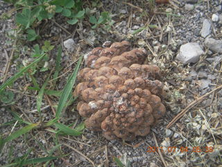 Toledo, Ohio, run - pine cone