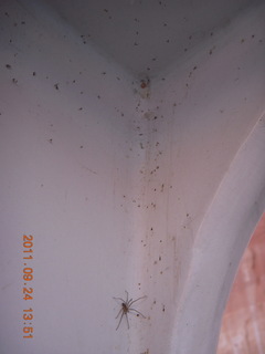 spider web with bugs caught in it