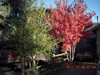 75 7q8. Big Bear (L35) run - bright red tree