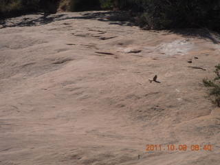 56 7q9. Arches National Park - Devil's Garden hike - chipmunk