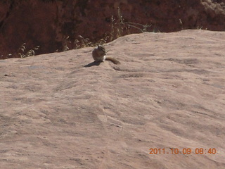 58 7q9. Arches National Park - Devil's Garden hike - chipmunk