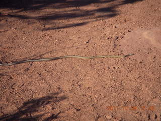 117 7q9. Dead Horse Point hike - snake