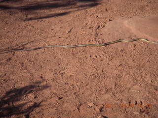 118 7q9. Dead Horse Point hike - snake