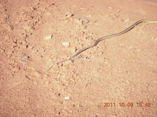 119 7q9. Dead Horse Point hike - snake