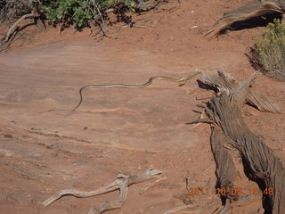 121 7q9. Dead Horse Point hike - snake