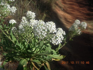 105 7qb. Canyonlands National Park - Lathrop trail hike - plant