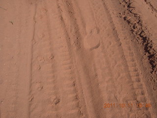 111 7qb. Canyonlands National Park - Lathrop trail hike - various prints in the sand