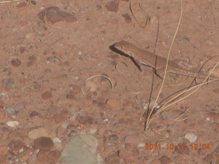 151 7qb. Canyonlands National Park - Lathrop trail hike - lizard