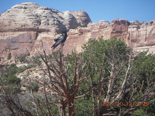 169 7qc. Canyonlands National Park - Green River overlook - raven