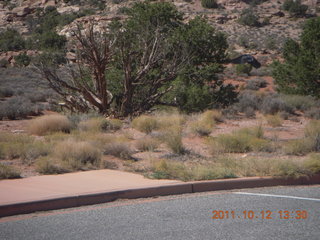 172 7qc. Canyonlands National Park - Green River overlook - raven in flight
