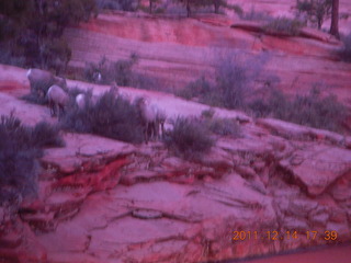 180 7se. Zion National Park - big horn sheep at dusk