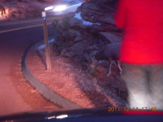 183 7se. Zion National Park - big horn sheep at dusk