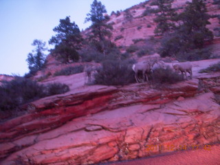 186 7se. Zion National Park - big horned sheep at dusk
