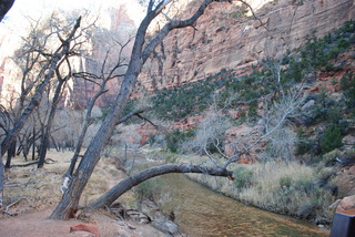 131 7sf. Zion National Park - Virgin River