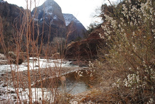 255 7sf. Zion National Park - Virgin River