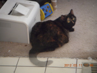 my cat Maria (how did the tail get transparent in the picture?)