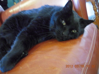 black cat Stealth at Flagstaff (FLG)