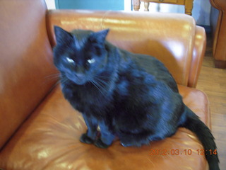 black cat Stealth at Flagstaff (FLG)