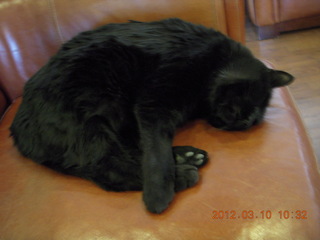 Flagstaff Airport (FLG) cat Stealth