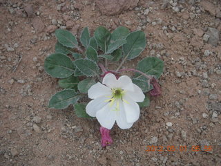 49 7x1. Canyonlands Murphy hike