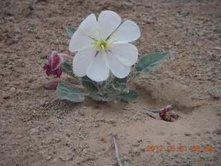 50 7x1. Canyonlands Murphy hike